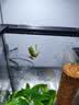 Barbarous Growth玻璃爬缸蜥蜴蛇甲虫乌龟陆龟爬宠爬虫角蛙饲养箱盒专用缸爬宠饲养 BT-03(20*20*30)【磁吸不跑蛇】 实拍图