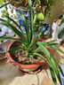劉閣蘭花兰花苗 素心铁骨天香 夏带浓香花苞室内室外绿植兰草花卉盆栽 2苗连体裸根 实拍图