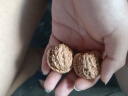 山中玉文玩核桃狮子头白狮子手把件盘玩古玩核头特大送父母母亲节礼物 35-36mm白狮子 实拍图