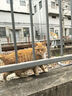 伊纳宝湿粮包妙好猫零食猫粮奖励妙鲜包猫湿粮鲜封包海洋鱼猫用猫咪湿粮 【临期8月到期】随机混合40g*16包 实拍图