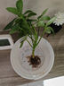 懒人水培绿植九里香绿萝文竹室内易养净化空气花卉盆栽植物花卉 荷花竹3颗【不含盆】土培水培皆可10-15cm 实拍图