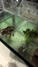 【京东物流】水草套餐 好养耐活真水草植物绿菊大叶绿九冠鱼缸 红绿搭配八杯水草（吸底杯）超值推荐 实拍图