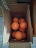 京喜加伦晚夏橙脐橙手剥橙 带箱2.5斤小果55+ 实拍图