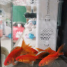 森森 小鲤过滤器XQP-500F款6W 适合长60cm内鱼缸 内置过滤棉气量可调  实拍图