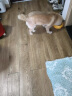 海洋之星 三文鱼中小型犬狗粮金毛比熊边牧狗粮成犬小颗粒12kg（6kg*2） 实拍图