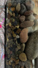 大匠神彩鱼缸底砂鱼缸造景雨花石沙石头装饰铺底石鹅卵石溪流石雨林沙底沙 原生溪砂5斤3-6mm 实拍图