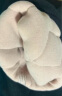 浪莎100%羊毛保暖裤男士【24秋冬新品】加厚蚕丝护膝特厚抗寒棉裤 实拍图