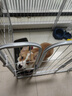 华美龙宠物狗围栏室内狗笼子小型犬中型犬比熊柯基狗窝兔子门栏隔离护栏 白色（含睡垫等6件套） 【长120宽60高70 6片】适25斤内 实拍图