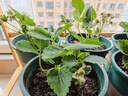 IDEAL理想农业 草莓种子四季盆栽阳台室内水果种籽原味奶油红草莓种子 实拍图