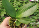 欧悟 蝴蝶兰花苗盆栽室内观花植物桌面阳台年宵花卉四季开花绿植花卉 火凤凰蝴蝶兰+透明原盆+原土 实拍图