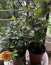 海蒂的花园旗舰店月季花卉盆栽小苗灌木蔷薇阳台观赏南北方四季可种原盆原土 蓝色阴雨15cm盆 含盆 实拍图
