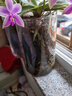 盛世泰堡玻璃花瓶摆件水培透明水养植物插花水培容器客厅装饰直筒款1220 实拍图