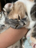 Orijen渴望猫粮 幼猫干粮 全价通用低敏无谷高蛋白进口1.8kg效期25/8 实拍图