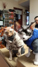 耐威克  柔软鸡肉条狗零食成犬幼犬泰迪金毛宠物训狗奖励磨牙棒400g 实拍图