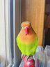 靓宠异族牡丹鹦鹉活体宠物鸟活体中小型说话鸟活体牡丹鹦鹉活体说话鸟活体 爱情鸟一只（备注性别） 实拍图