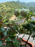 美乐棵 玫瑰月季营养土养花花肥种植土花土肥料盆栽绿植专用土壤8L 实拍图