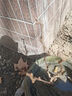猕猴桃苗正宗红心猕猴桃当年结果阳台庭院南北方种植果树苗大全 红肉红心 6年苗【当年结果多多】雌雄同株 实拍图