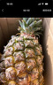 广东香水菠萝新鲜水果菠萝凤梨整箱包邮单果500g起 【囤货】带箱4斤净重3.7-3.9斤（约2-3粒） 实拍图
