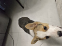 麦富迪 宠物狗狗羊奶粉 成犬幼犬新生狗狗专用配方羊奶粉 MCS营养配方奶粉300g*1罐 实拍图