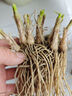寿禾 韭菜根苗多茬蔬菜苗 稀植移栽四季韭菜根100棵带肥源头直发包邮 实拍图