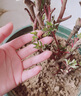 牡丹花树苗洛阳正宗对版重瓣牡丹花苗盆栽花卉绿植当年开花 魏紫6-8分支【开花多多】 实拍图