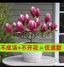 新品浓香矮种玉兰盆栽地栽花卉玉兰花室外耐寒室内四季开花老桩苗 红色【多茬开花】好养活 当年开花3年苗【3颗】可开60朵 实拍图