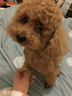 皇品（huAnGpin）小鲜肉冻干狗粮成犬幼犬通用鸡肉蛋黄冻干双拼全犬种全价粮营养 鸡肉蛋黄味6kg 实拍图