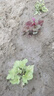 矾根花苗室外植物盆栽大苗耐寒庭院观叶组合草花小苗地栽绿植花卉 南舒 110#大苗 不含盆 实拍图