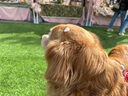 伯纳天纯生·鲜系列海洋盛宴犬粮（专供）10kg*2 实拍图