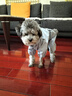 憨憨宠狗狗雨衣狗衣服小型犬全包四脚反光户外防风保暖冲锋衣服防水雨披 蓝色 L号建议体重5-8斤 实拍图
