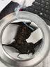 陈一凡冻顶乌龙茶 新茶茶叶浓香型 正宗台湾高山茶台式乌龙 圆罐装100g 实拍图