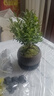 小叶赤楠盆景植物办公花卉基地直销批发绿植盆栽室内摆件花卉绿植 赤楠+舍得陶瓷盆+苔藓+复古底座 实拍图