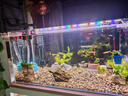 创宁底吸水泵鱼缸潜水泵低水位抽水安静排污泵底吸泵水族箱循环 底吸【12W】流量700L 实拍图