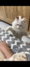 猫玩具小老鼠毛绒宠物猫咪玩具仿真遥控老鼠手动幼猫自嗨逗猫狗狗 【白色】发条小老鼠 实拍图