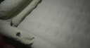 阿尔法充气床垫家用双人气垫床单人加厚便携休闲地铺户外帐篷露营充气床 卡其米色+家用电泵 长203*宽183*高25cm 实拍图