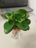 开时果 水培植物办公室内桌面盆栽 水养绿萝水生花植物绿植源头直发包邮 碧钰（含玻璃瓶+竹托） （加赠 营养液） 实拍图