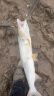 YGK PE JP贝酷曼熊猫线pe线路亚线专用8编远投顺滑主线矶钓海钓强拉力鱼线 X8贝酷曼熊猫线【100米】 0.6【顺滑，不易褪色】 晒单实拍图