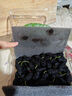 鲜级佳桑葚鲜果 现摘新鲜桑椹无沙免洗四川桑葚果孕妇应季时令水果 酵素 净重4斤顺丰冷链现摘现发 实拍图