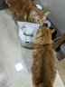 皇家配方猫粮消化健康支持抵抗力幼猫助长粮FG36-2KG 实拍图
