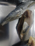 鲜拔头筹马鲛鱼切片 青岛大鲅鱼中段尾段整条去头去尾深海鱼类海鲜 中尾段4斤（净重）6段/斤 实拍图