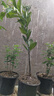 CHUANGSHIJI沙糖桔树苗南方北方种植橘子树苗柑桔果树果苗嫁接砂糖地栽盆栽 5年粗壮苗 (当年结果) 81cm(含)-110cm(含) 实拍图