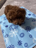 京悠雨德国黑科技宠物冰垫狗狗猫咪凉席垫子夏天冰床睡地垫降温用品冰窝 蓝色雪花【冰爽凝胶/持久降温 S【40*30cm】10斤内 实拍图