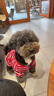 ISPET狗狗衣服宠物泰迪猫咪衣服金毛大中小型犬薄款四季通用&新疆棉 红色-部分码数升级两袖 3XL 建议21-30斤 实拍图