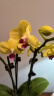 京东鲜花蝴蝶兰盆栽带花带花苞绿植鲜花花卉客厅办公室装饰摆件送长辈 实拍图