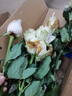 【玫瑰花】10枝装特价云南鲜花直发节日鲜花礼物花束家用水养插花 粉玫瑰10枝 实拍图