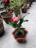 格调生活鸿运当头红掌盆栽绿植花卉室内客厅水培好养白掌一帆风顺四季开花 （3-4朵花）特大号红掌原盆 含盆 实拍图