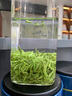安纯绿茶碧螺春2025新茶苏州特级明前头采花果香嫩芽春茶叶礼盒送礼品 【京仓直送】明前头采碧螺春250g 实拍图
