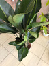 植男植女天堂鸟盆栽客厅室内大型落地绿植真花办公室鹤望兰源头直发 实拍图