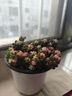 忆润蝶多肉植物带盆绿植花卉盆栽贵货老桩群生玉树玉露仙人掌肉肉 七彩龙珠10cm带盆栽好 云南露养 实拍图