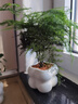 佰花锦办公桌面绿植盆栽发财树室内客厅奶油风网红盆景精致美观四季好养 文竹+PVC白泡泡盆 整体高度约15-25cm 实拍图